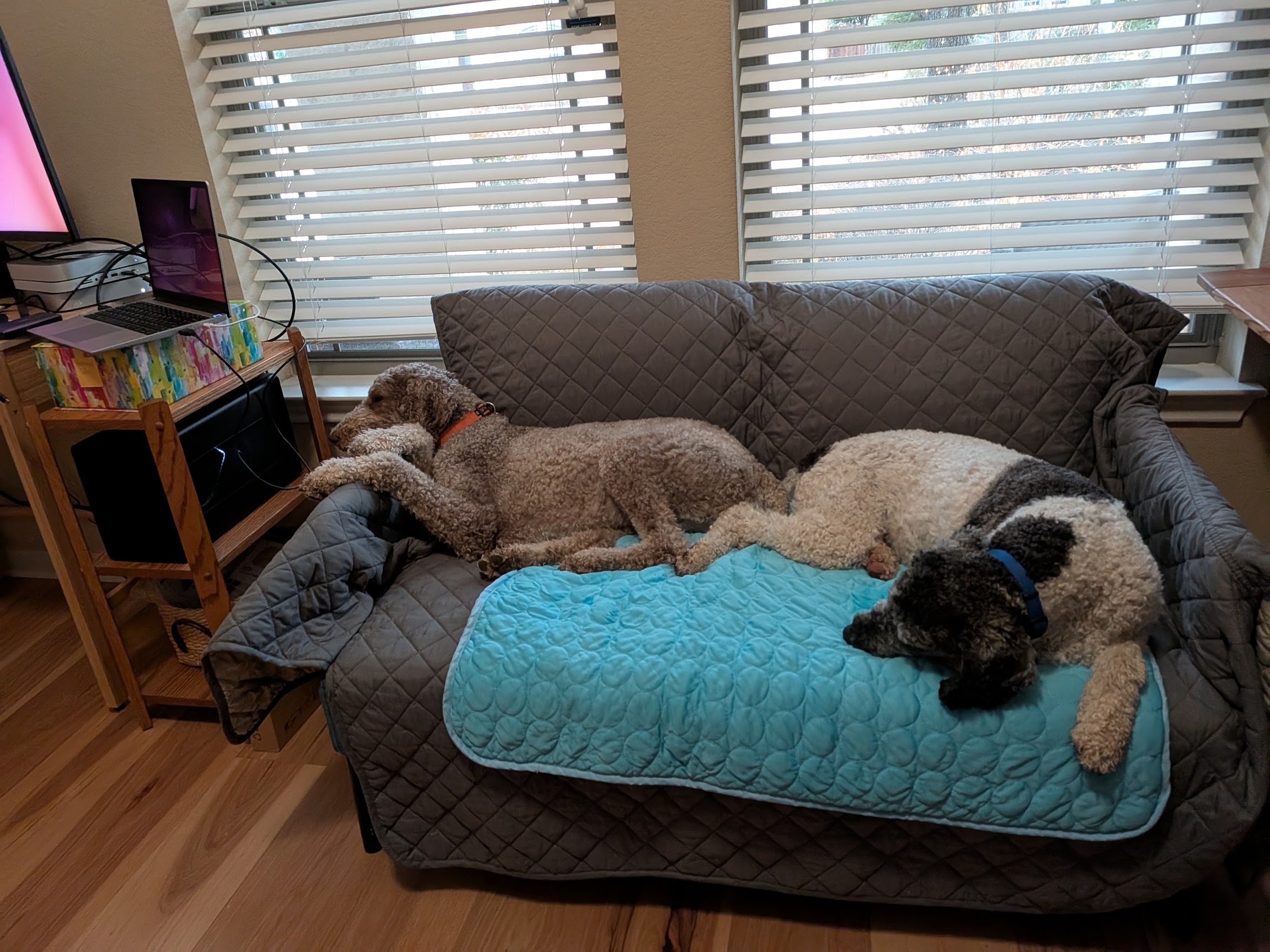 Java and Mac, Ekker Lab mascots, relaxing on the couch